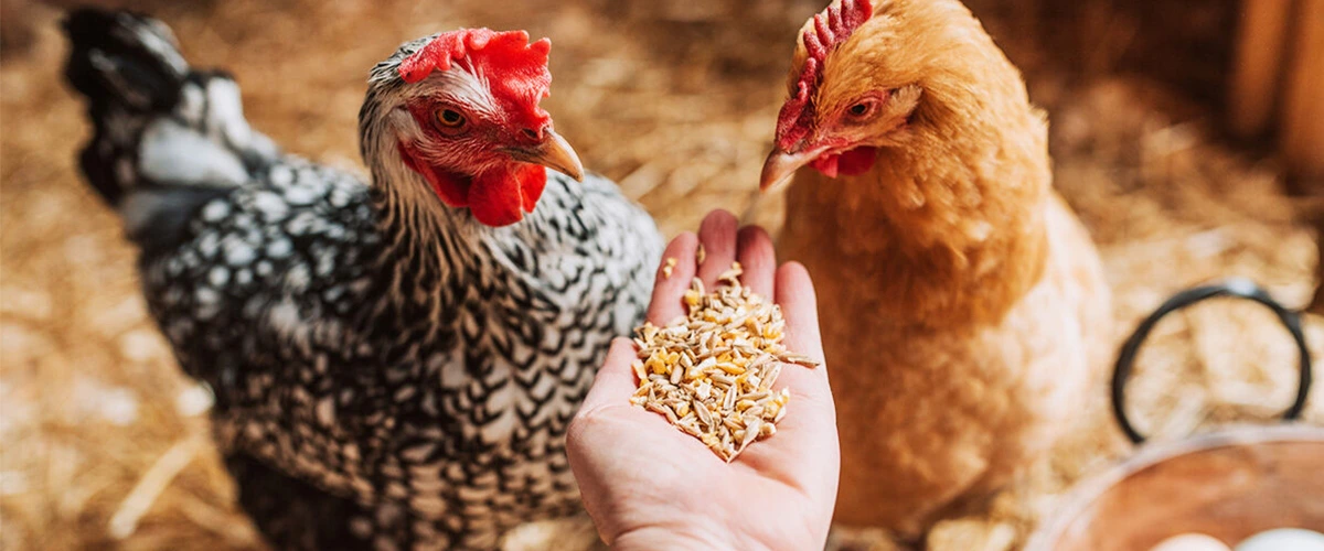 Krmivo_pro_slepice_cim_krmit_slepice_(3)